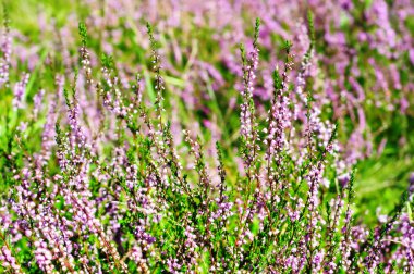 Blooming heather