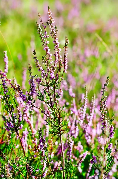 Blooming heather — Stock Photo, Image
