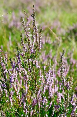 Blooming heather