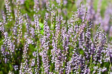 Blooming heather