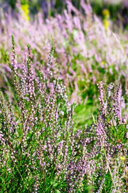 yeşil çayır üzerinde Heather çiçek çiçeklenme