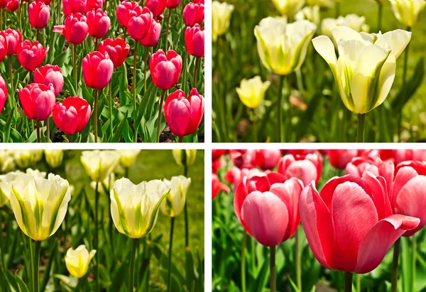 stock image Collage from four images with tulip flowers