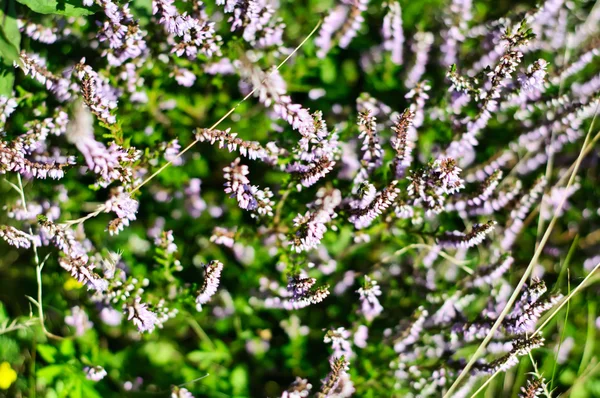 Blooming heather — Stock Photo, Image