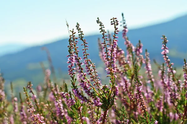 stock image Blooming heather flowers on the green meadow