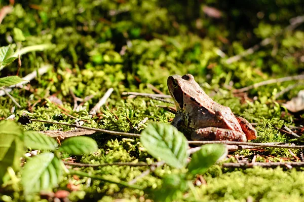Kleiner Waldfrosch — Stockfoto