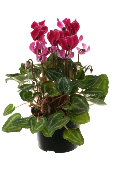 Cyclamen flowerpot — Stock Photo, Image