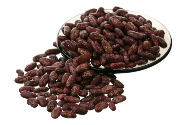 Haricot fazole — Stock fotografie