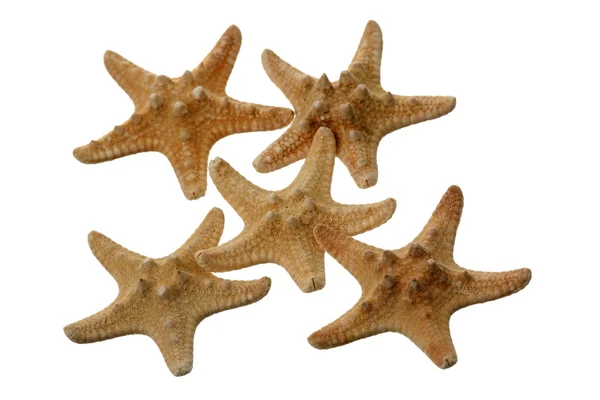 stock image Isolated star fish