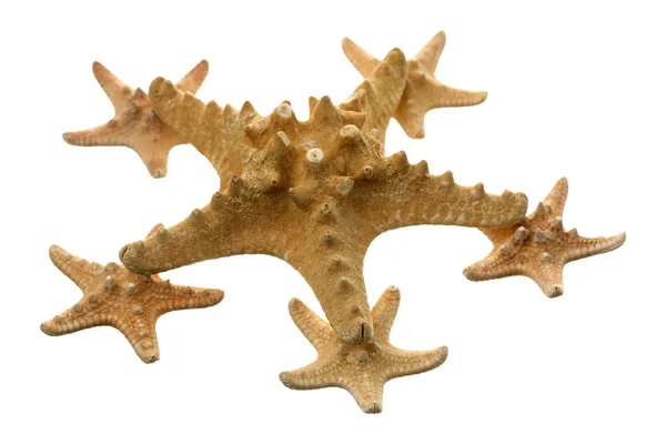 Starfishes — Stok fotoğraf