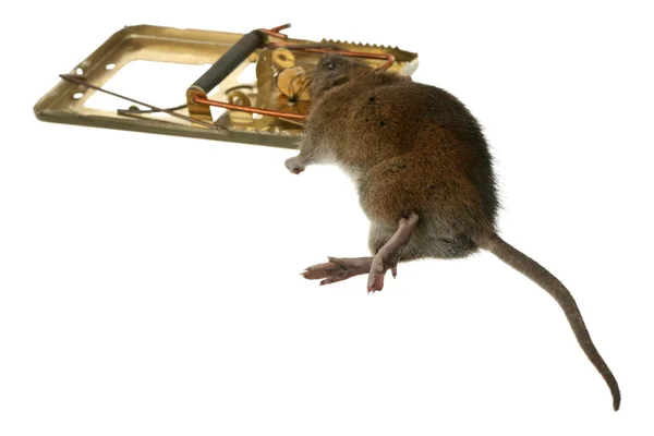 stock image The mousetrap has worked