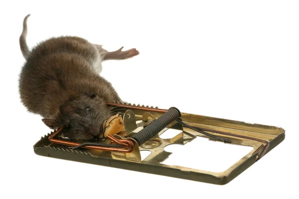 funny pictures of rats in traps