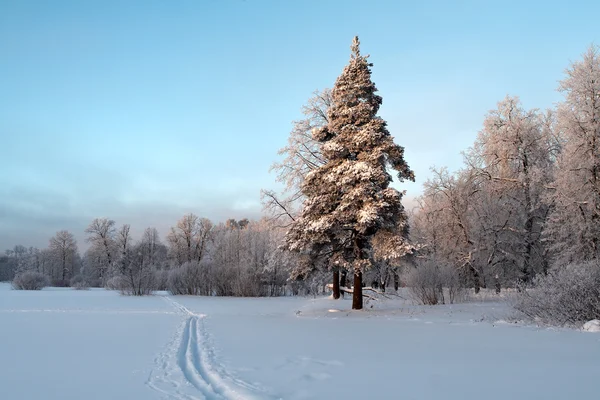 Træer i sneen - Stock-foto