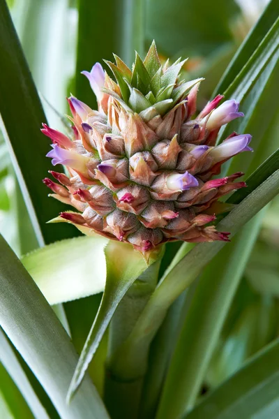 stock image Fresh pineapple fruit with purple flowers close-up