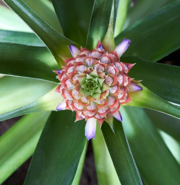 stock image Ananas Fruit And Flower