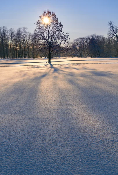 Slunečné zimní ráno — Stock fotografie