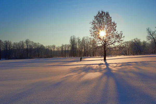 Træ Midt Den Tomme Jord Vinteren - Stock-foto