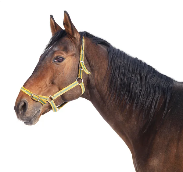 Porträtt av häst isolerad på vit bakgrund — Stockfoto