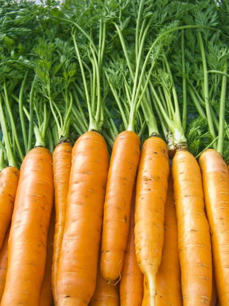 Carrots — Stock Photo, Image