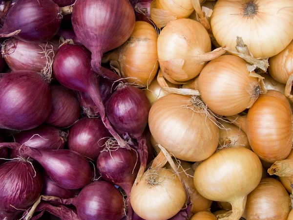 Red and white onions background — Stock Photo, Image
