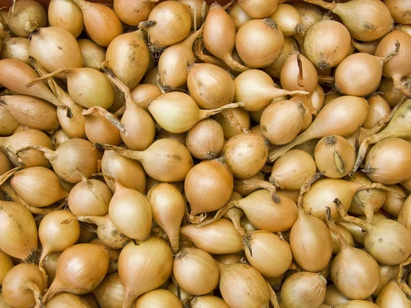 Semi di cipolle — Foto Stock