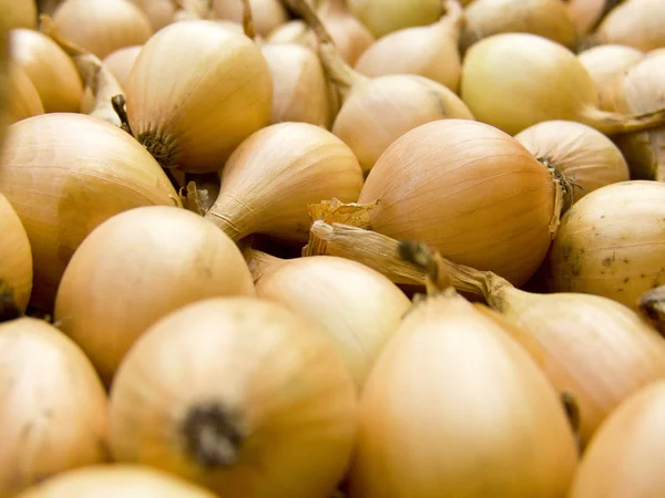 Small onions macro — Stock Photo, Image