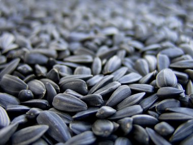 Sunflower seeds macro clipart