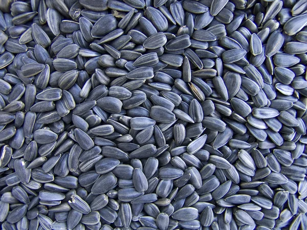 Tło nasion słonecznika — Zdjęcie stockowe