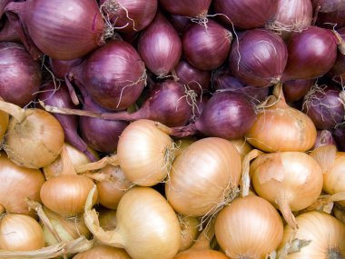 Red and white onions horizontal clipart