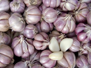 The cleared garlic background clipart