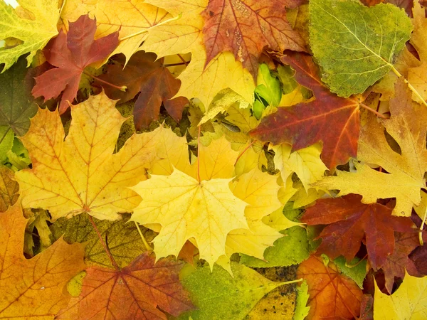 Autumn leaves heap — Stock Photo, Image