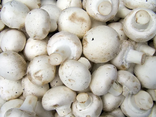 Campo funghi bianchi — Foto Stock