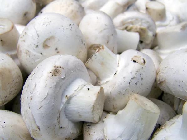 Campo funghi bianchi macro — Foto Stock