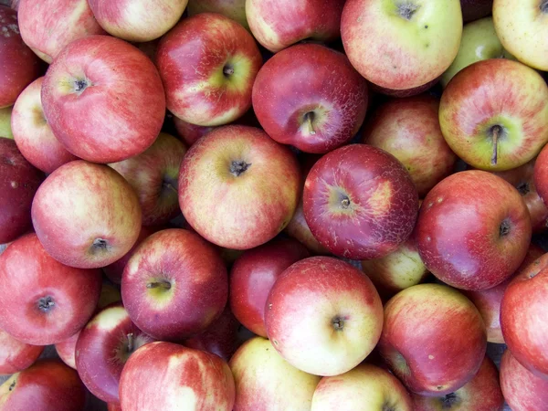 Många röda äpplen — Stockfoto