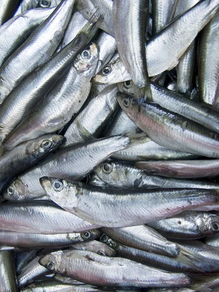 Clupeonella fish — Stock Photo, Image