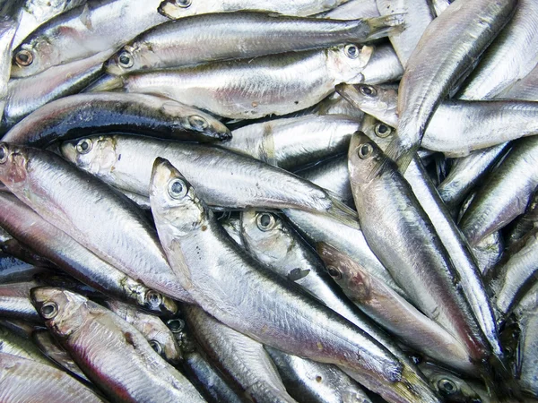 Clupeonella pesce sfondo — Foto Stock