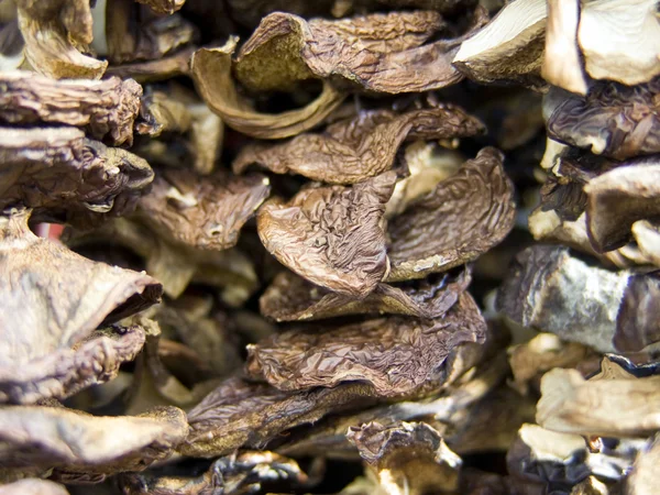 Cogumelos secos 2 — Fotografia de Stock