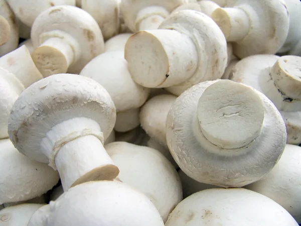 Macro de champignons — Photo