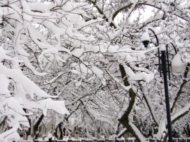 Snow on branches of trees2