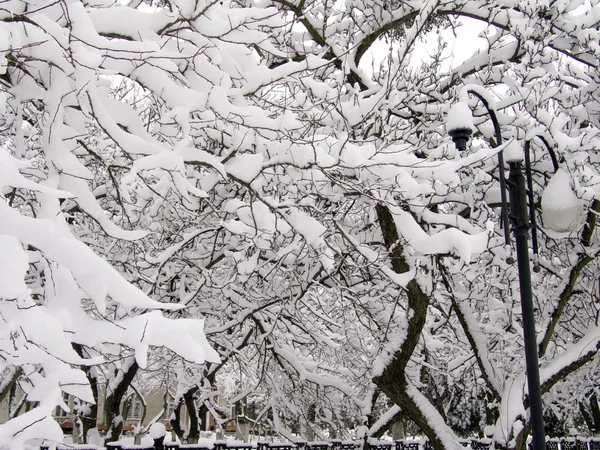Schnee auf Ästen von Bäumen 2 — Stockfoto