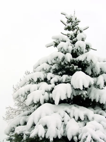 Snötäckta Parken Snö Grenarna Päls Träd — Stockfoto