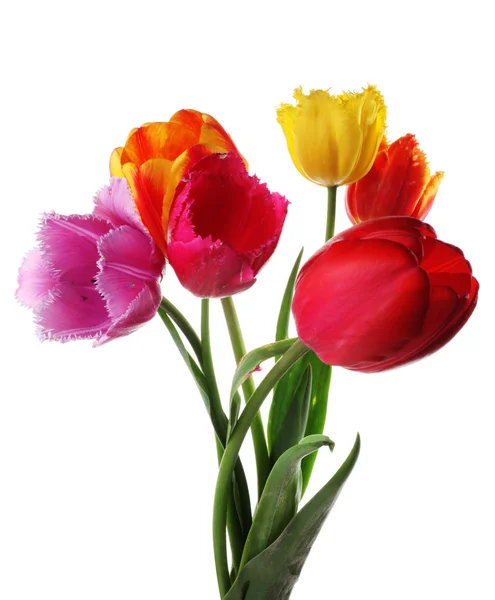 Tulips Isolated White Summer Flower — Stock Photo, Image