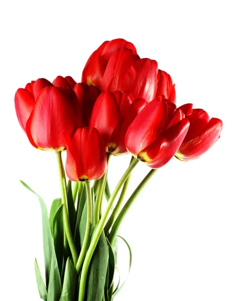 stock image Tulips isolated on white