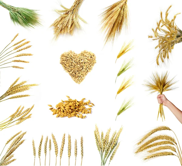 金黄色的麦穗，背景为白色 — 图库照片