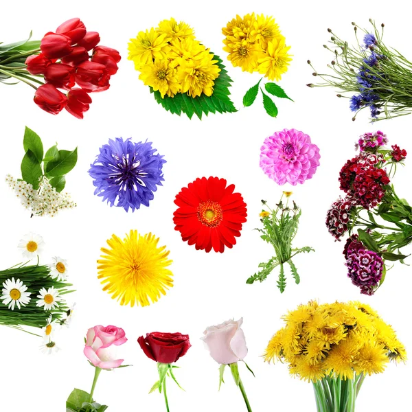 Колекція літніх квітів — стокове фото