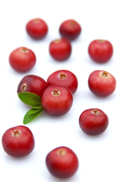 甜蜜小红莓 — 图库照片