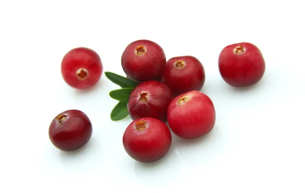 冬季莓果-小红莓 — 图库照片