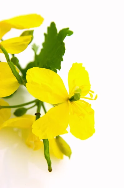 stock image Medical greater celandine