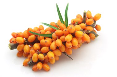 Sea buckthorn clipart