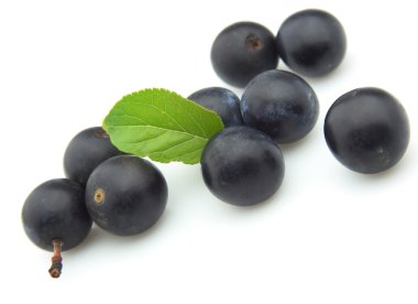 Ripe sloe clipart