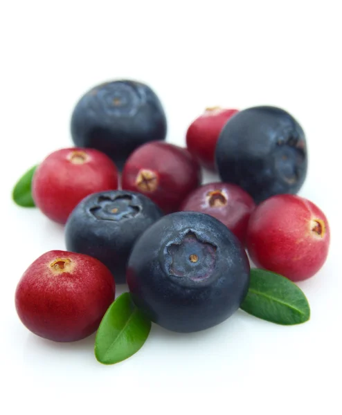 Bilberry and cranberry — Stock Photo, Image